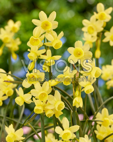 Narcissus Angel's Whisper