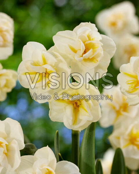 Narcissus Cheerfulness Narcissus Cheerfulness
