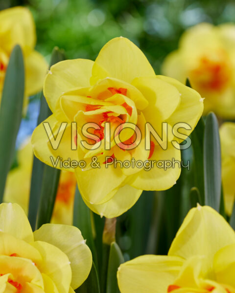 Narcissus Golden Ducat Narcissus Golden Ducat