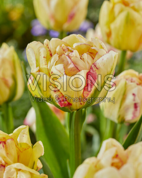Tulipa Double Shake Tulipa Double Shake