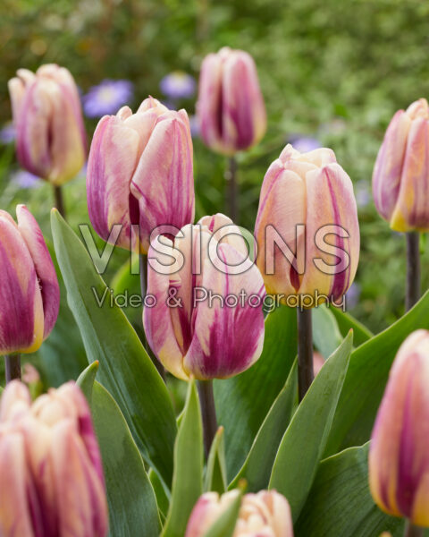 Tulipa Happy Feet Tulipa Happy Feet