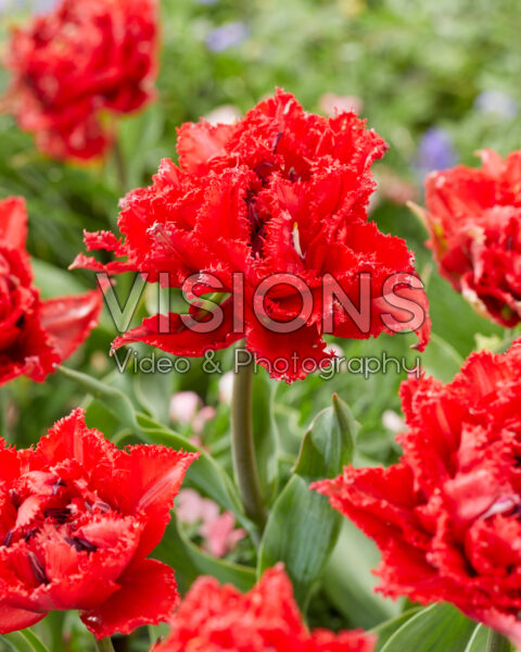Tulipa Fiery Dream Tulipa Fiery Dream