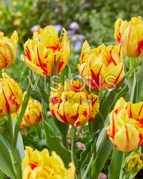 Tulipa Monsella Tulipa Monsella