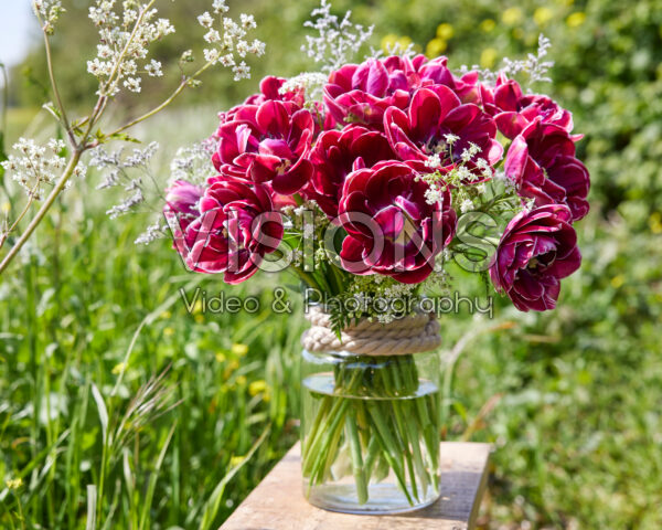 Tulipa Dream Touch Tulipa Dream Touch