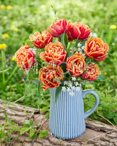 Tulipa Congo Tulipa Congo