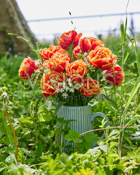 Tulipa Congo Tulipa Congo