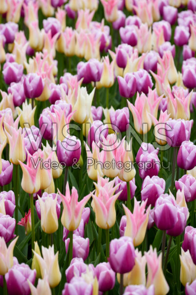 Tulipa Cheerleader, Argos Tulipa Cheerleader, Argos