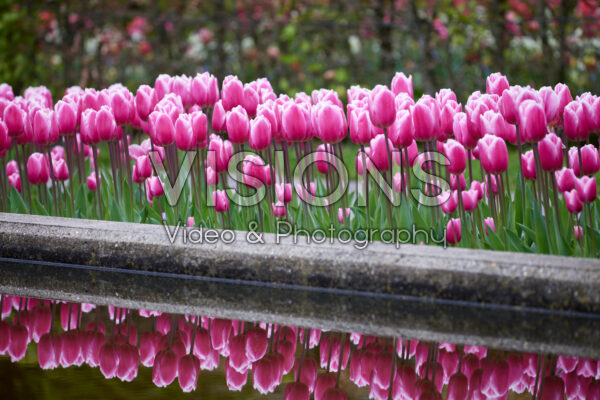 Tulipa Milkshake Tulipa Milkshake