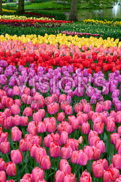 Tulipa Pride collection