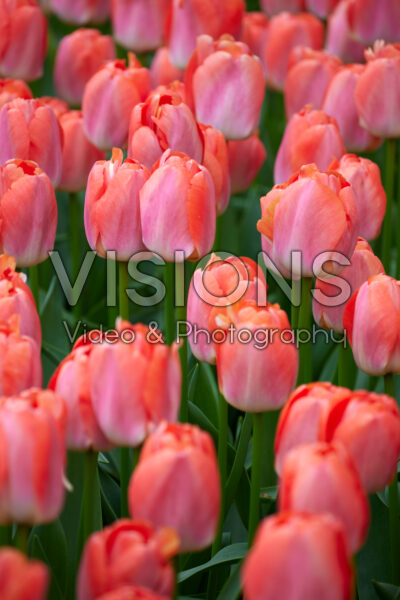 Tulipa Pink Pride