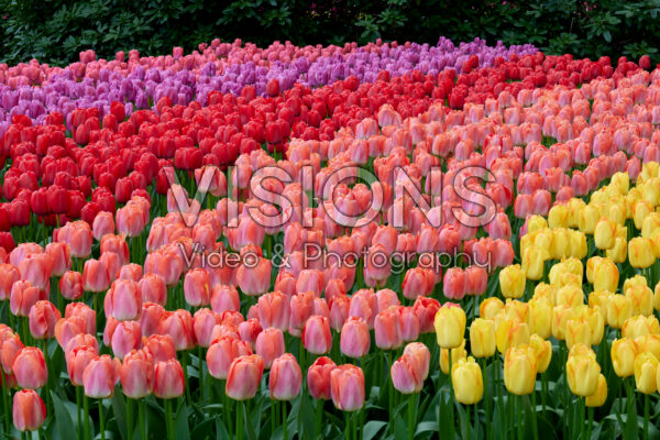 Tulipa Pride collection