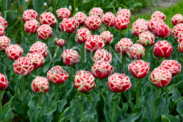 Tulipa Everton Tulipa Everton