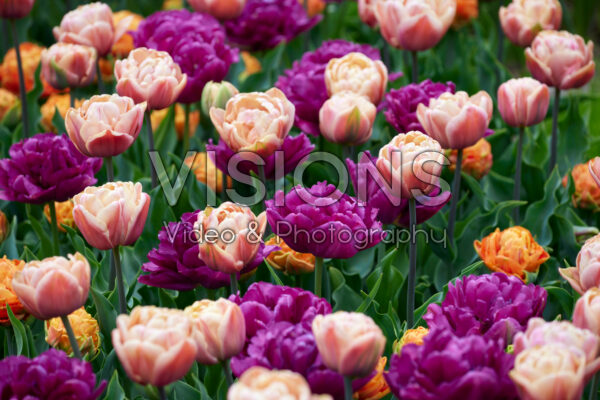 Double flowering tulip mix