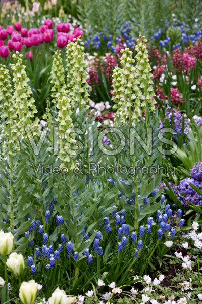 Fritillaria persica Ivory Bells, Muscari Touch of Snow 