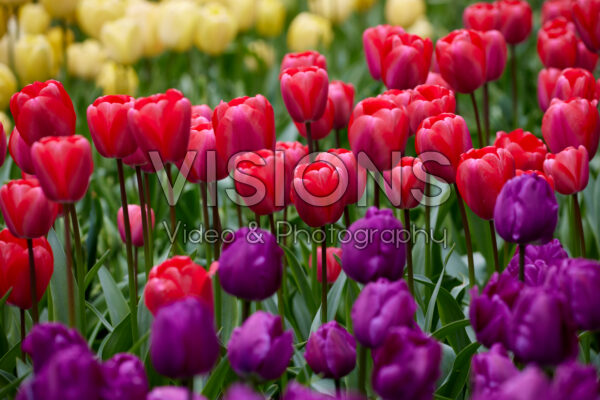 Tulipa combination Tulipa combination