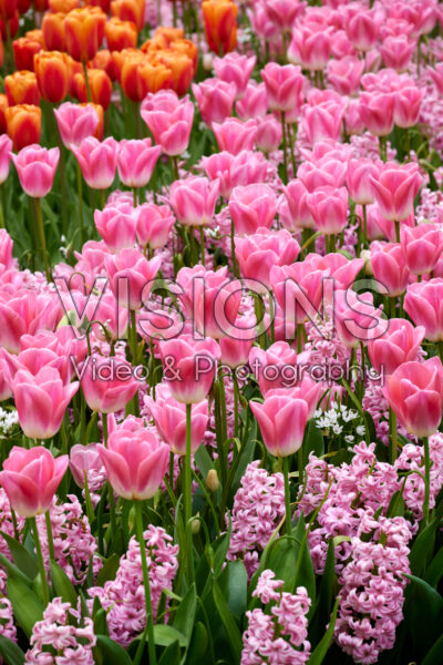 Tulipa Dynasty, Hyacinthus Pink Surprise