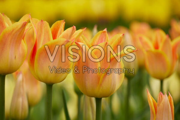 Tulipa Je t'aime Tulipa Je t'aime
