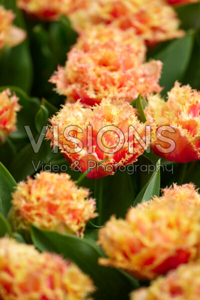Tulipa Brisbane Tulipa Brisbane