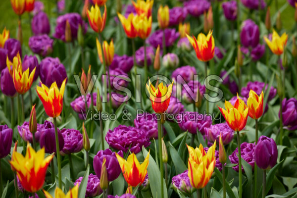 Tulipa Fire Wings, Double Flag Tulipa Fire Wings, Double Flag