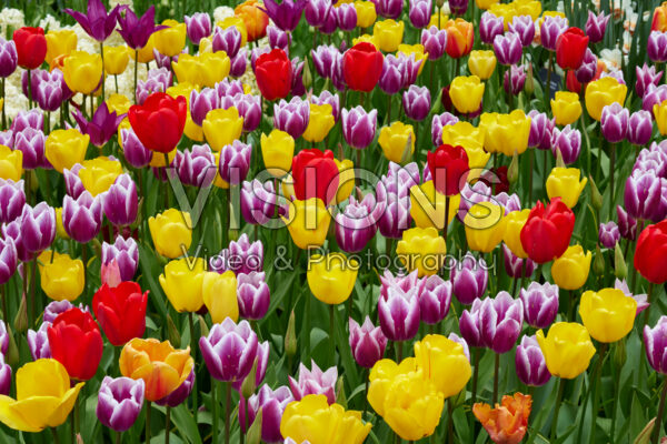 Tulipa mix Colourful Spring
