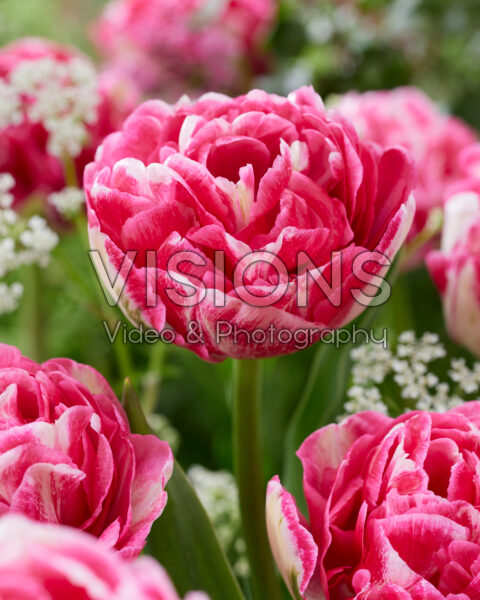 Tulipa Marshmallow Tulipa Marshmallow