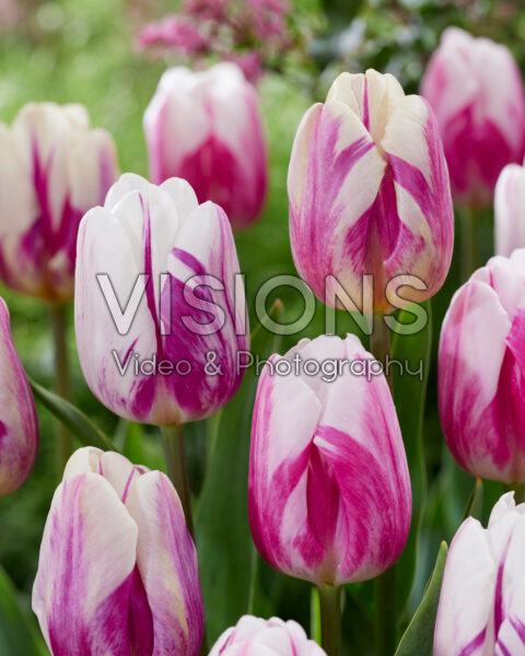 Tulipa Flaming blend Tulipa Flaming blend