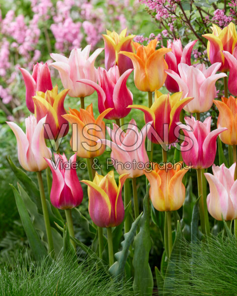Tulipa lily-flowered Ballade blend Tulipa lily-flowered Ballade blend