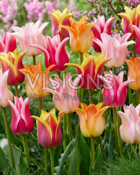Tulipa lily-flowered Ballade blend Tulipa lily-flowered Ballade blend