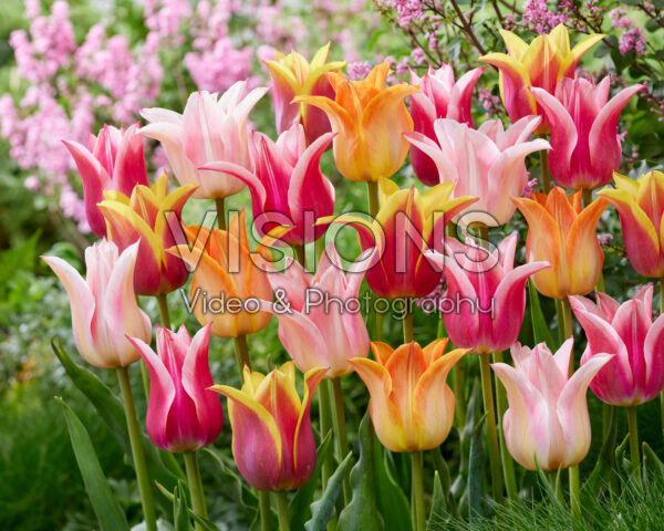 Tulipa lily-flowered Ballade blend Tulipa lily-flowered Ballade blend