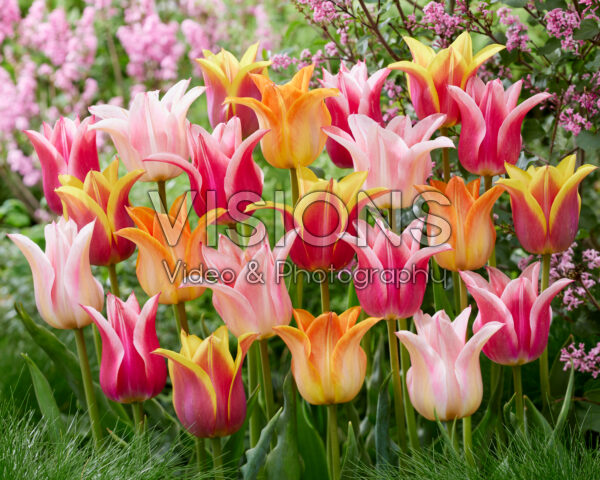 Tulipa lily-flowered Ballade blend Tulipa lily-flowered Ballade blend