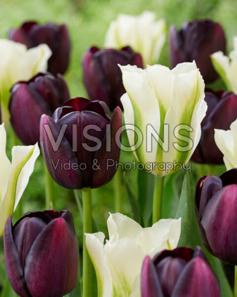 Tulipa Spring Green, Queen of Night Tulipa Spring Green, Queen of Night