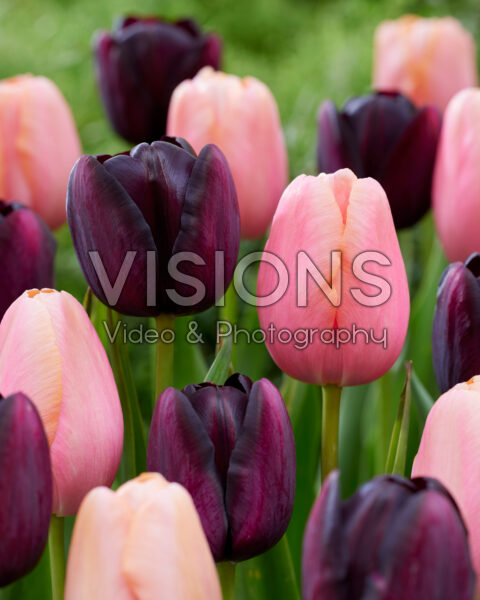 Tulipa Menton, Queen of Night Tulipa Menton, Queen of Night