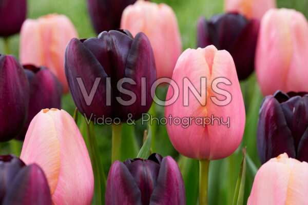 Tulipa Menton, Queen of Night Tulipa Menton, Queen of Night