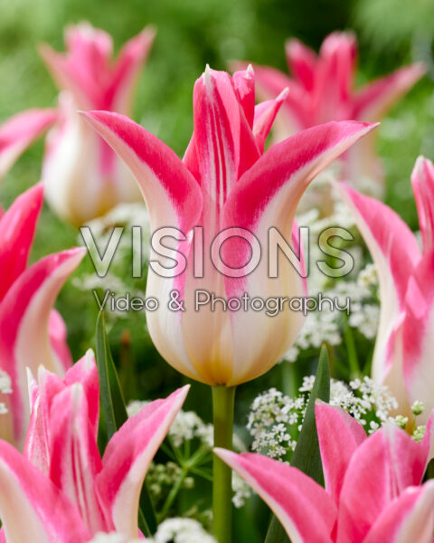 Tulipa Cheerleader Tulipa Cheerleader