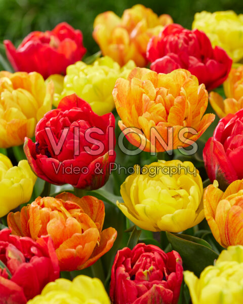 Tulipa Double mix Tulipa Double mix