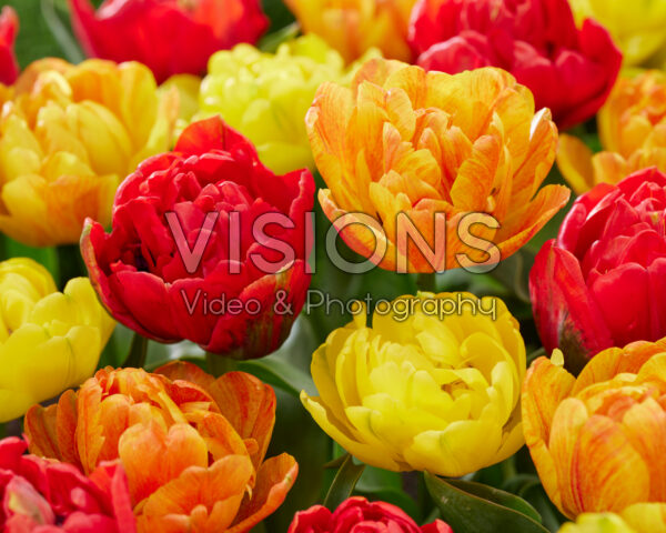 Tulipa Dubbel gemengd Tulipa Dubbel gemengd
