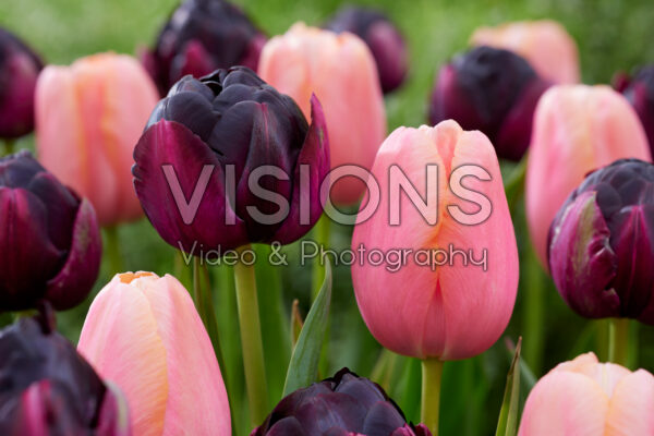 Tulipa Menton, Black Hero Tulipa Menton, Black Hero