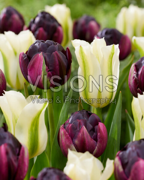 Tulipa Spring Green, Black Hero Tulipa Spring Green, Black Hero