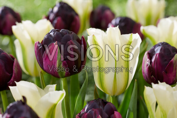 Tulipa Spring Green, Black Hero Tulipa Spring Green, Black Hero