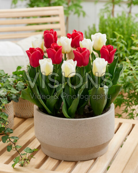 Tulipa Calgary, Calgary Red Tulipa Calgary, Calgary Red