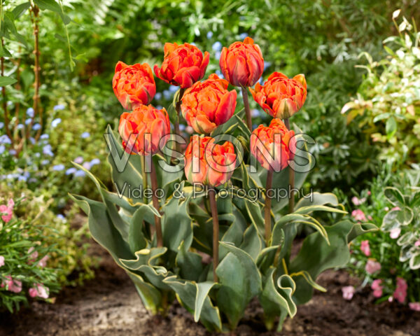 Tulipa Conservatorium Hotel