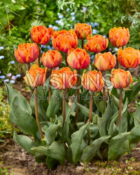 Tulipa Crispa Orange Princess Tulipa Crispa Orange Princess