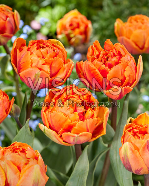 Tulipa Crispa Orange Princess