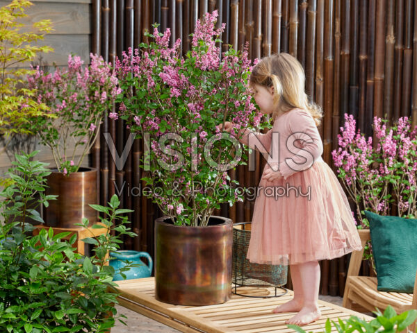 Syringa Little Rosie Syringa Little Rosie