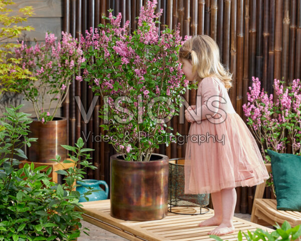 Syringa Little Rosie Syringa Little Rosie