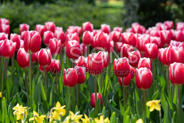 Tulipa Timeless Tulipa Timeless