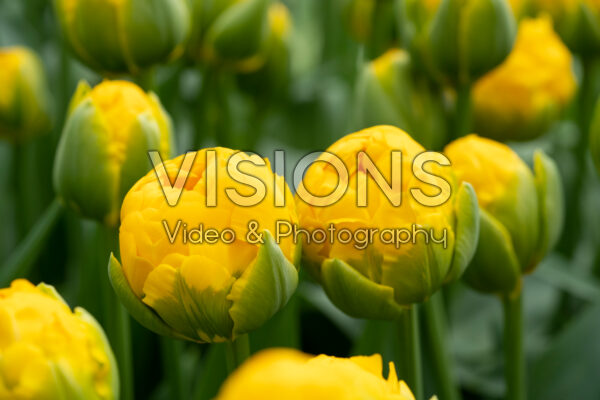 Tulipa Vulcan d'Or Tulipa Vulcan d'Or