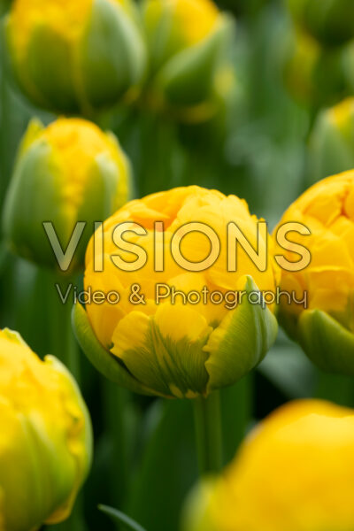 Tulipa Vulcan d'Or Tulipa Vulcan d'Or