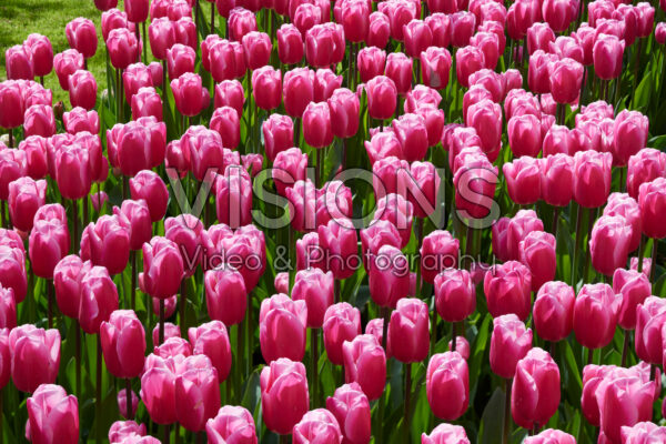 Tulipa Milkshake Tulipa Milkshake
