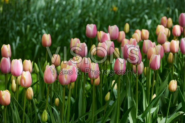 Tulipa Jumbo Beauty